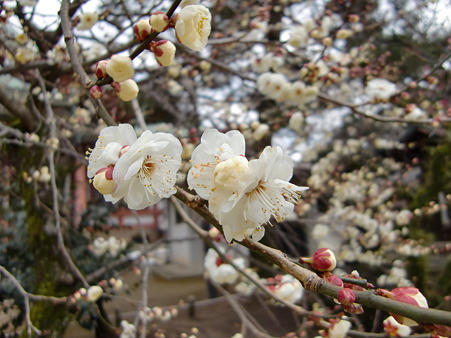 CIMG0427