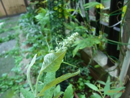 ミニブッドレアが再び開花しそう