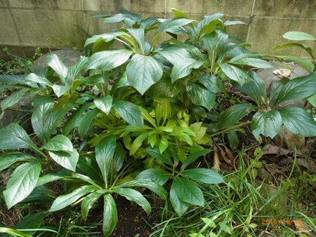 新芽が伸びる庭植えのクリスマスローズ