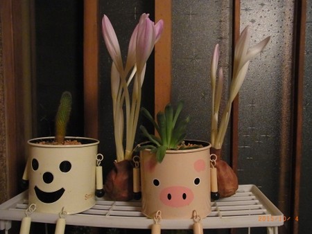 開花寸前のコルチカム