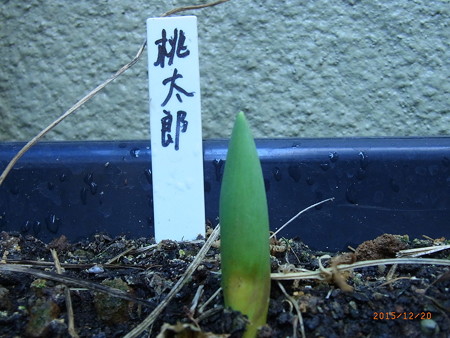 すくすく成長 桃太郎