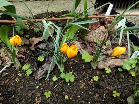 遅咲きの黄色いクロッカス開花