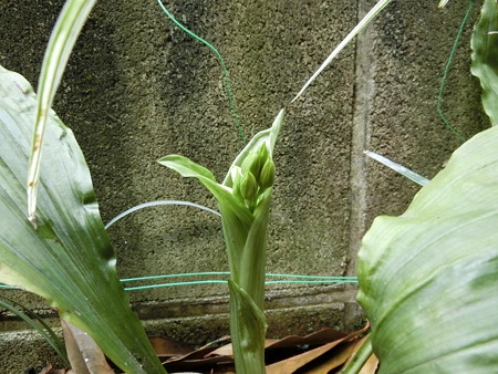 花穂が出始めたエビネ
