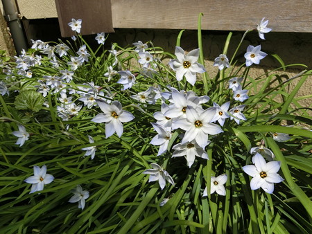 満開の花ニラ