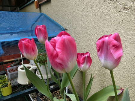 開花してから10日以上の桃太郎