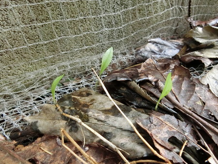 芽が出たツユクサ