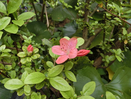 ツツジ開花