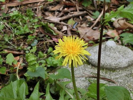 タンポポ開花!