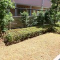 Photos: 庭　CIMG1985