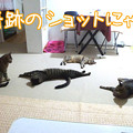 120708-【猫クイズ】奇跡のショットにゃ！