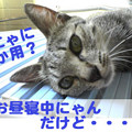 Photos: 2005/9/15【猫写真】にゃにか用にゃ？