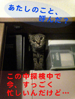 Photos: 051009-【猫写真】物入れ探検で忙しいにゃ！
