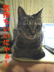 051030-2【猫写真】所変わっても
