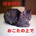 2006/2/26-【猫写真】置物にゃんこ・その２
