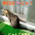 2006/3/13-【猫写真】明日は雨にゃ？！
