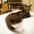 2006/3/20-【猫写真】しっぽが短くにゃっちゃったにゃ！