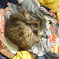 091106-【猫アニメ】微妙にゃ違いにゃ？