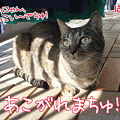 091120-【猫アニメ】ベランダパトロールにゃ！