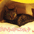 091123-【猫写真】ぽかふかのお部屋にゃ！