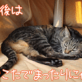 091227-【猫アニメ】一日まったりにゃ～♪