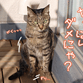 100104-【猫アニメ】ベランダパトロール初めにゃ！