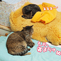 100201-【猫アニメ】100万年早いにゃ！