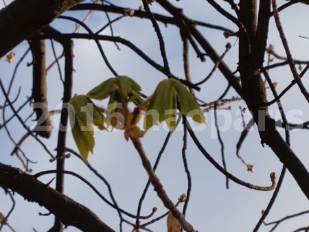 image004