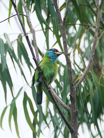 アオノドゴシキドリ(Blue-throated Barbet) P1180946_R