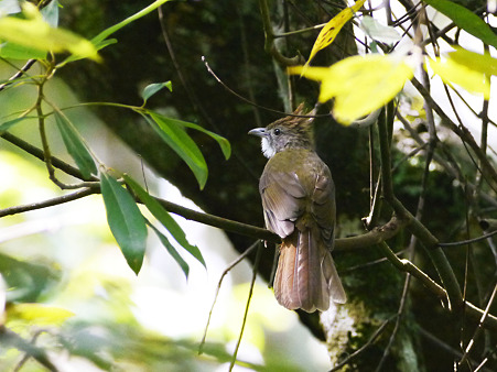 ノドジロカンムリヒヨドリ(Puff-throated Bulbul) P1190541_R