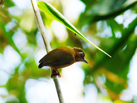 インドミツユビコゲラ(White-browed Piculet) P1110514_RS2