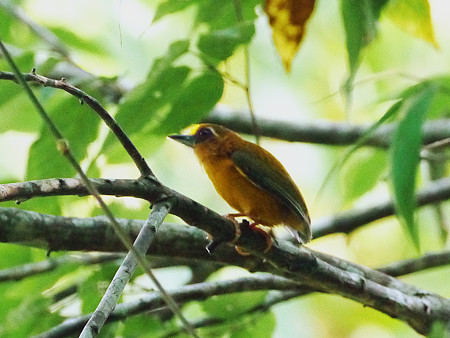 インドミツユビコゲラ(White-browed Piculet) P1310193_Rs2