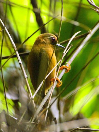 インドミツユビコゲラ(White-browed Piculet) IMGP121343_RS2