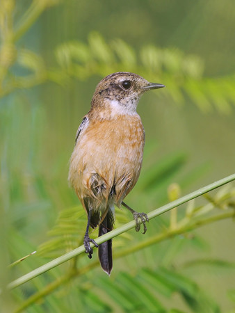 ノビタキ(♀)(Common Stonechat) P1020045_Rs