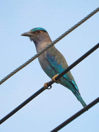 インドブッポウソウ(Indian Roller) DSCN2185_Rs