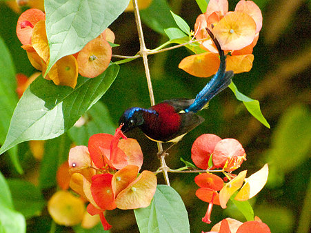 ムナグロタイヨウチョウ(Black-throated Sunbird) IMGP129263_R