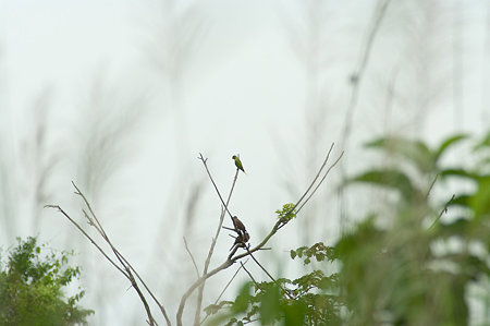 謎の野鳥 IMGP130963_R