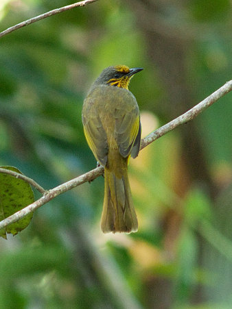 キビタイヒヨドリ(Stripe-throated Duldul) P1070508_R