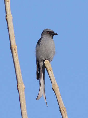 ハイイロオウチュウ(Ashy Drongo) P1070484_R