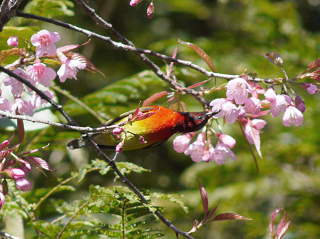 ルリオタイヨウチョウ P1110716_R