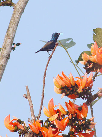 ムラサキタイヨウチョウ(Purple Sunbird) P1140788_R