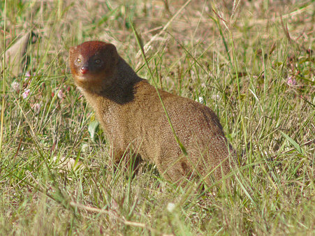 謎の動物 P1000850_R2