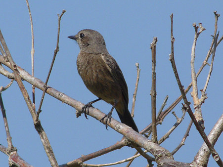 クロノビタキ(Pied Bushchat) P1010428_R