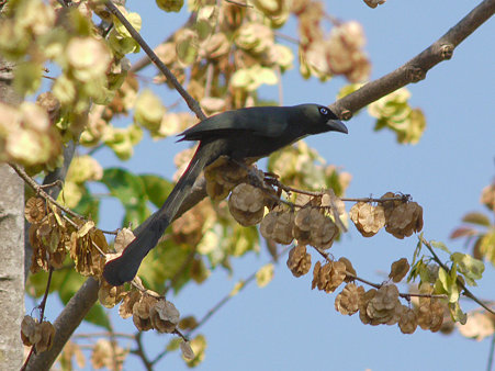 クロラケットオナガ(Racket-tailed Treepie) P1020542_R