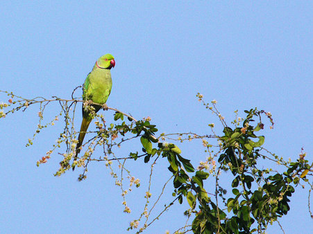 ホンセイインコ?(Rose-ringed Parakeet) P1020084_R