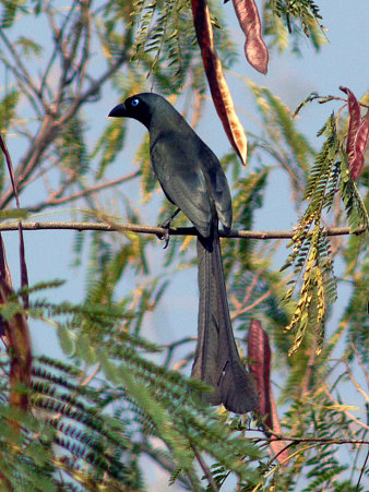 クロラケットオナガ(Racket-tailed Treepie) P1020830_R2