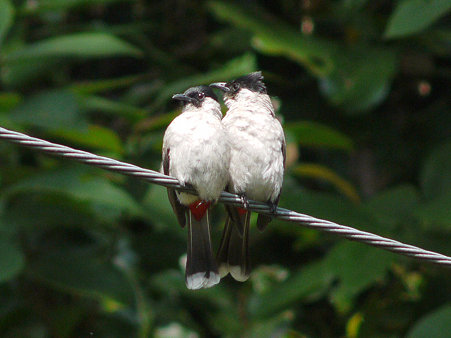 コシジロヒヨド(Sooty-headed Bulbul) P1040088_R