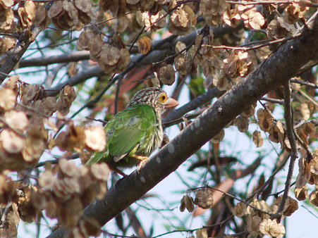 シロボシオオゴシキドリ(Lineated Barbet) P1030642_R
