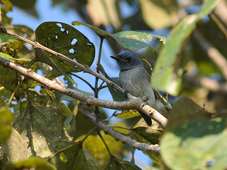 クロエリヒタキ(Black-naped Monarch) DSC_3990_R