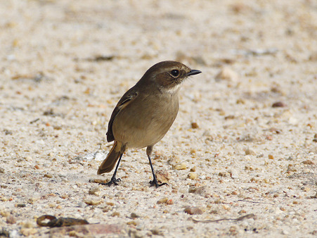 ヤマザキヒタキ(Grey Stonechat) P1270216_R
