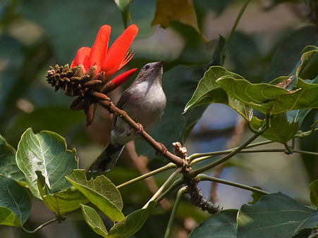 クリミミチメドリ(Striated Yuhina) IMGP105389_R